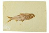 Fossil Fish (Knightia) - Wyoming #295522-1